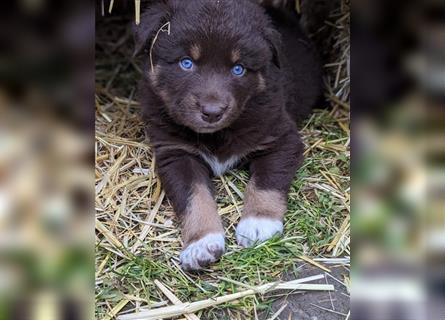 Australian Shepherd Welpe Fintan  (ASCA), roter Schatz mit blauen Augen
