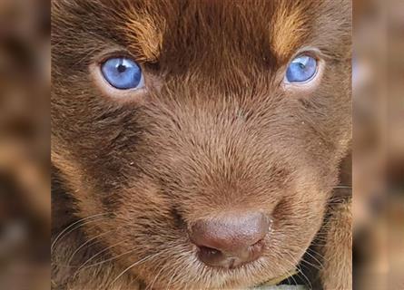 Australian Shepherd Welpe Fintan  (ASCA), roter Schatz mit blauen Augen