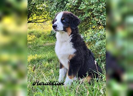 Wunderschöne Australian Shepherd Welpen