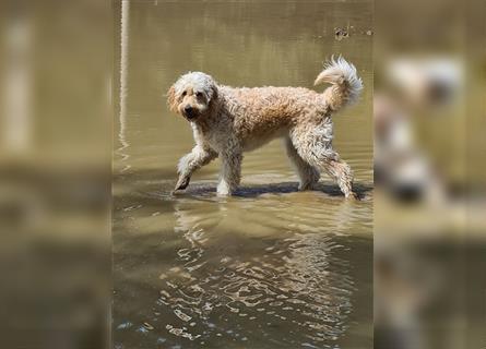 Goldendoodle F1 Standard