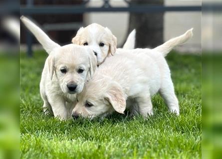 Labrador Retriever Welpen mit Welpenpaket geb. im Schaltjahr