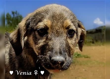 Vera (Venia), Valentin  und Vincent suchen ab Ende Mai  ein Zuhause