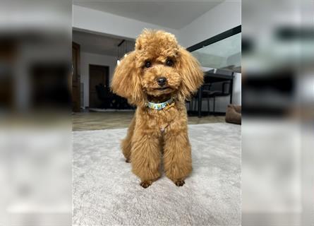 Süßer Toy-Pudel Rüde junger Hund allergikerfreundlich