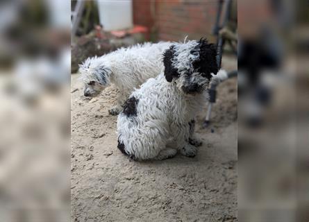 Reinrassige Spanische Wasserhund Welpen