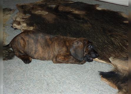 Reinrassige Hannoversche Schweißhunde --- 1 Welpe (Hündin) sucht neues Zuhause