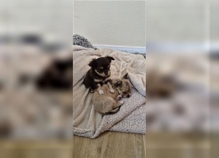 Chihuahua mit Ahnentafel