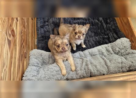 Chihuahua mit Ahnentafel