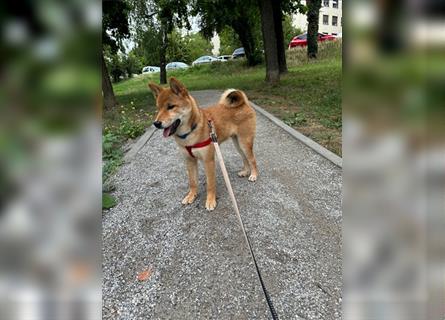 Hervorragender Shiba-Inu-Wurf mit hervorragendem Ausstellungspotenzial