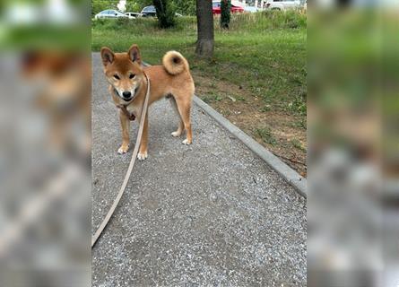 Hervorragender Shiba-Inu-Wurf mit hervorragendem Ausstellungspotenzial