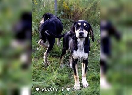 Schmusehunde Ben und Buddy  suchen ein Zuhause