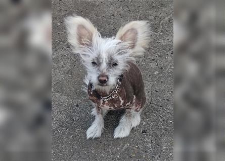 Chinese Crested Rüde