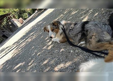 Border Collie mit Ahnentafel