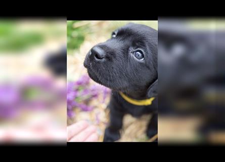 Wurfankündigung reinrassige Labrador Retriever mit AT
