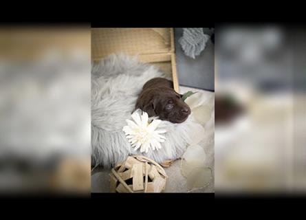 Wurfankündigung reinrassige Labrador Retriever mit AT