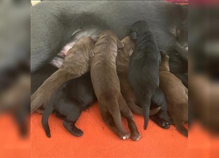 Abholbereit Labrador Welpen braun rüde Hündin schwarz