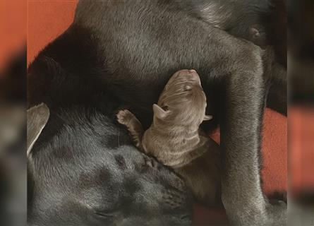 NRW Düsseldorf Labrador Welpe Weibchen braun Hündin 12 Wochen Abholbereit