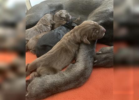 NRW Düsseldorf Labrador Welpe Weibchen braun Hündin 12 Wochen Abholbereit