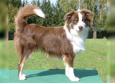 Mini Australien American Shepherd / Mini Aussi / Deckrüde / all clear /Gesundheitszeugnis