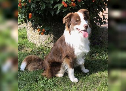 Mini Australien American Shepherd / Mini Aussi / Deckrüde / all clear /Gesundheitszeugnis