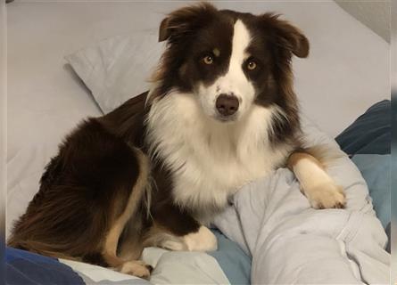 Mini Australien American Shepherd / Mini Aussi / Deckrüde / all clear /Gesundheitszeugnis