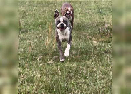 Boston Terrier Welpe männlich sucht Bestplatz