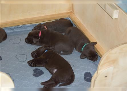Braune Labradorwelpen - noch 2 Mädchen und 4 Buben