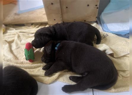 Braune Labradorwelpen - Showlinie -aus Liebhaberzucht Geburtstermin: 17.03.2024