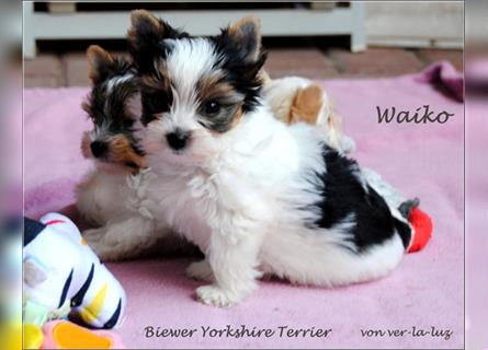 Biewer Yorkshire Terrier Rüde- Welpe