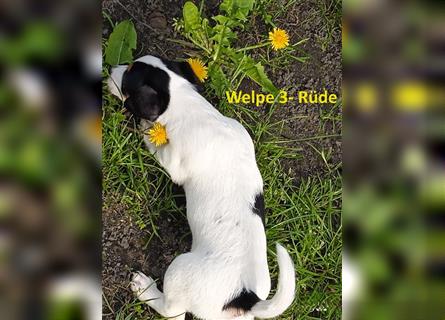 Jack Russell Terrier 2 Rüden mit CHIP/Eu-Pass ab sofort
