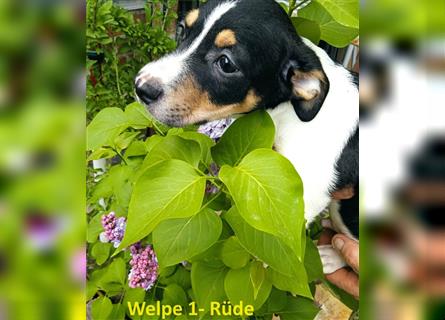 Jack Russell Terrier Welpe mit CHIP/Eu-Pass