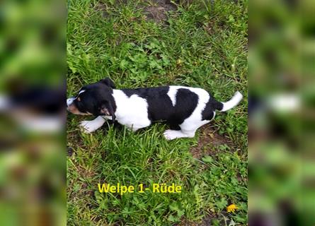 Jack Russell Terrier Welpe mit CHIP/Eu-Pass