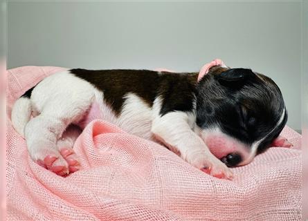 Jack Russell Terrier Tricolor