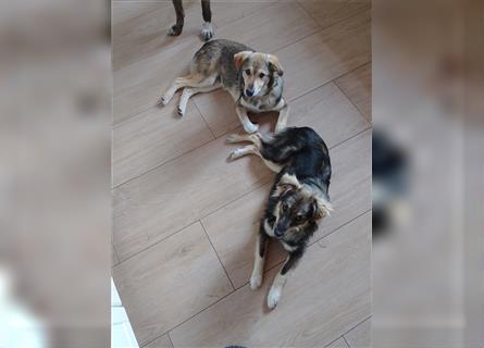 MAJA und MAX: zwei unkomplizierte Traumhunde suchen ihr Traumzuhause!