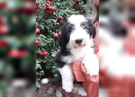 Mischlingswelpen, Bobtail mit Bearded Collie