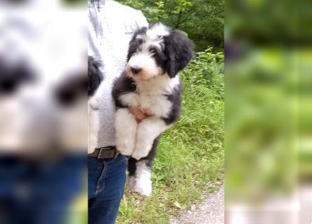 Mischlingswelpen, Bobtail mit Bearded Collie