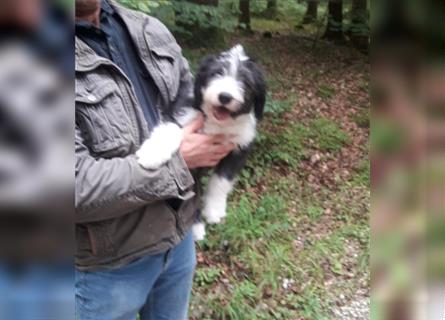 Mischlingswelpen, Bobtail mit Bearded Collie