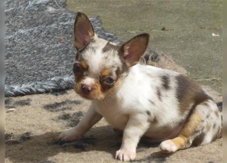 Liebe Chihuahuawelpen in Kurzhaar