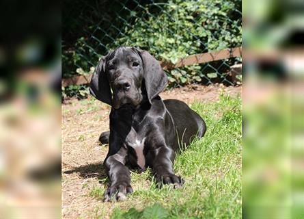 Zwei Deutsche Dogge Welpen mit VDH/DDC Papieren suchen noch ein schönes Zuhause.