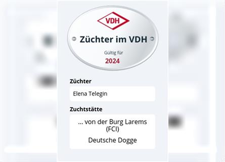 Zwei Deutsche Dogge Welpen mit VDH/DDC Papieren suchen noch ein schönes Zuhause.