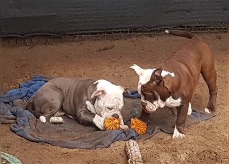 OEB Welpen / Junghunde bei  of Mystery Bulldogs