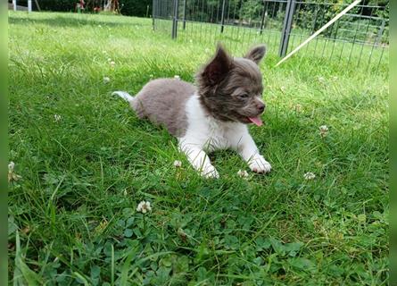 Chihuahua Bubi aus einer kleinen Zucht mit Liebe und Sorgfalt