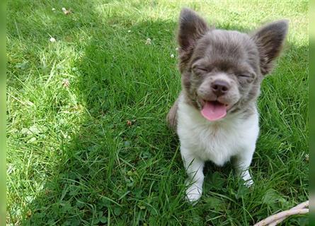 Chihuahua Welpen aus einer kleinen Zucht mit Liebe und Sorgfalt