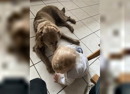 Süße Labrador Welpen Rüden suchen ihre Familie mit Herz