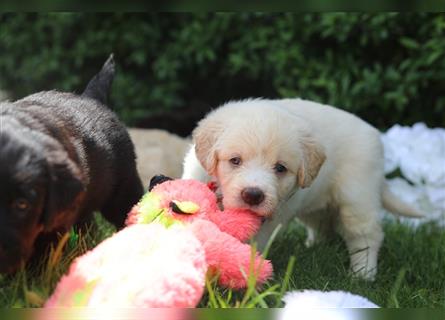 Labradordoodle F1b HAUSAUFZUCHT Abgabe im Juni