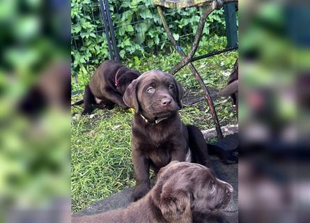 Labrador Welpen braun  1 neugieriges Mädchen  und 1 schlanker zauberhafter Buben