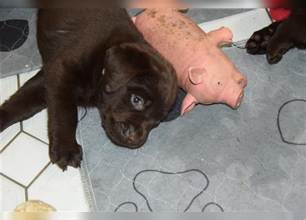 Labrador Welpen braun  1 Mädchen  und 3 Buben versehentlich gelöscht daher neu eingestellt -