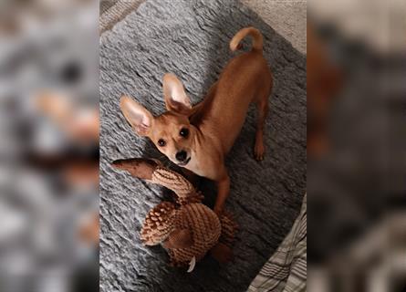 Russkiy Toy Terrier Rüde foxred
