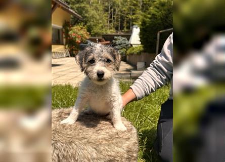 Wunderschöne Parson Jack-Russell Terrier aus liebev. Familienaufzucht su. dringend noch ein neues Zu