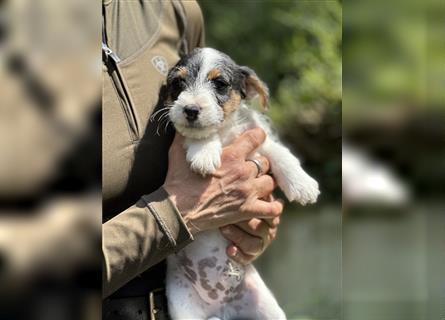 Wunderschöne Parson Jack-Russell Terrier aus liebev. Familienaufzucht su. dringend noch ein neues Zu