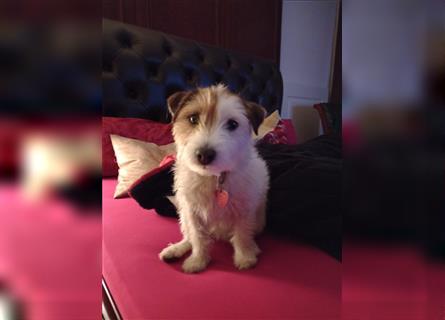 Wunderschöne Parson Jack-Russell Terrier Welpen, aus liebevoll. Hausaufzucht